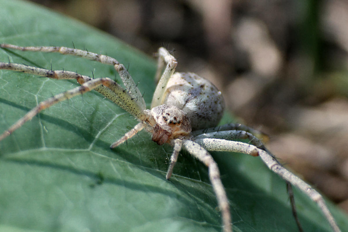 Philodromus - Lesmo (MB)